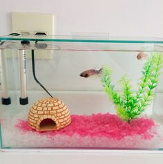 a fish tank filled with water and pink algae in the bottom, next to an aquarium