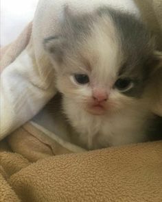 a small gray and white kitten sitting under a blanket