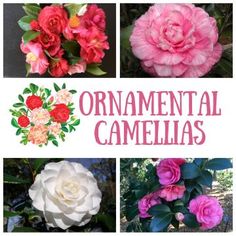 several different types of flowers with the words ornamental camellias