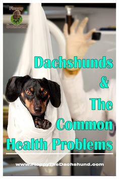 a black and brown dog sitting in a hammock with the caption dachshunds & the common health problems