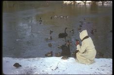 a person sitting in front of a pond filled with ducks