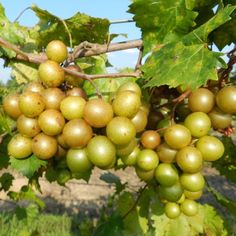 grapes are growing on the vine in an orchard