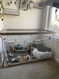 two dogs are in their cages and one is laying on the floor next to them