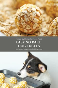 dog treats with the words easy no bake dog treats in front of it and an image