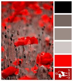 a field full of red flowers with gray and black accents