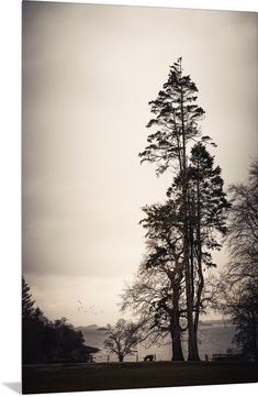 a lone tree stands in the foreground as birds fly by on an overcast day