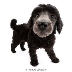 a black and white dog standing in front of a white background