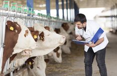 a man standing in front of cows with clipboards on their laps and looking at them