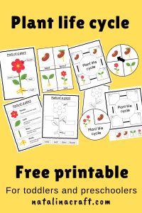 the plant life cycle printable for toddlers and preschoolers