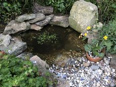 a small pond in the middle of some rocks and plants with yellow flowers growing out of it