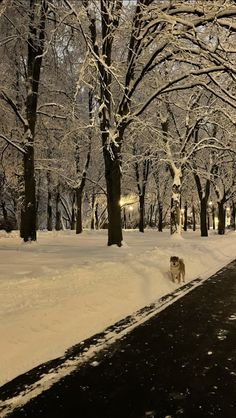 a dog is walking in the snow near some trees