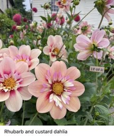 pink flowers are blooming in front of a white house with the name rhubarb and custard dahlia