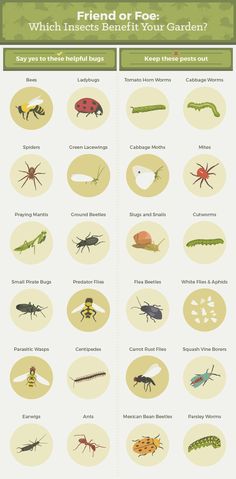 an insect identification poster with different types of bugs and other insects on the same page