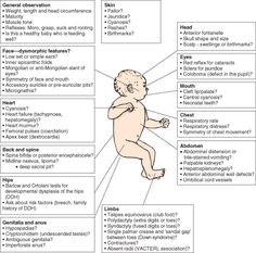 the baby's body and its surroundings are labeled in several different languages, including