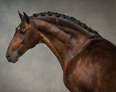 a brown horse standing in front of a gray background