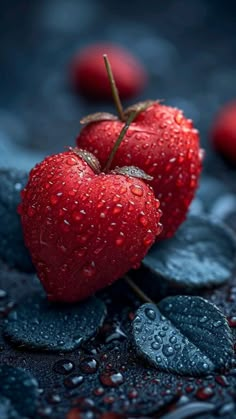 two red cherries with water droplets on them