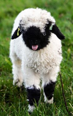 a small black and white sheep standing on top of a lush green field with its tongue hanging out