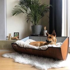 a dog laying on top of a bed in the middle of a room with a potted plant