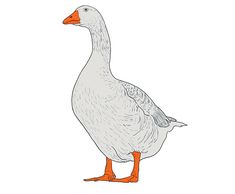 a drawing of a duck standing on one leg and looking to the side with an orange beak