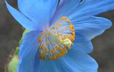 a blue flower with yellow stamen in the center