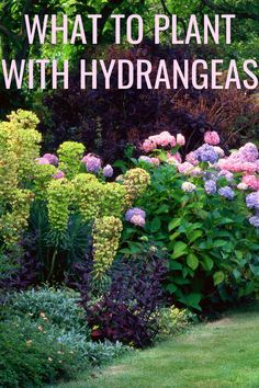 pink and purple hydrangeas mixed with other plants to form a hedge Hydrangea Combinations, Landscaping Layout Design, Plant With Hydrangeas, What To Plant With Hydrangeas, Shade Landscaping, Pairing Ideas, Hydrangea Landscaping, Shade Garden Plants, Hydrangea Garden