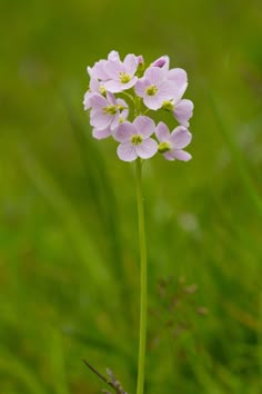 A simple guide to the wildflowers of Britain - Country Life Wild Flowers Uk, Tattoo Bracelets, Moms Tattoo, Tattoo Ideas For Moms, Tattoo Zeichnungen