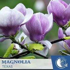 purple and white flowers are blooming on a tree in the rain, with text that reads magnolia texas