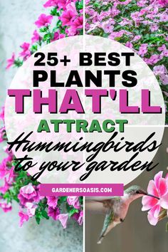 the words 25 best plants that'll attract hummingbirds in your garden are shown