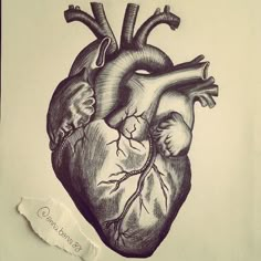 a drawing of a human heart on paper