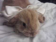 a small rabbit wearing a white bow laying on top of a bed covered in blankets