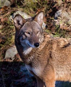 a gray wolf standing on top of a field next to grass and rocks with its eyes closed