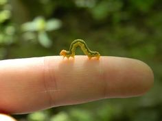 a tiny green lizard sitting on top of a finger