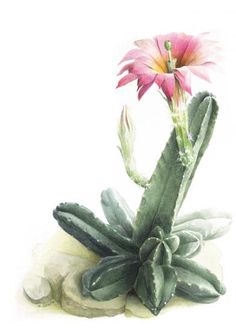 a watercolor painting of a pink flower on a rock