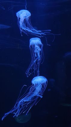 two blue jellyfish swimming in an aquarium