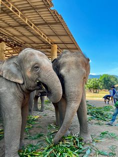 two elephants standing next to each other in front of a building