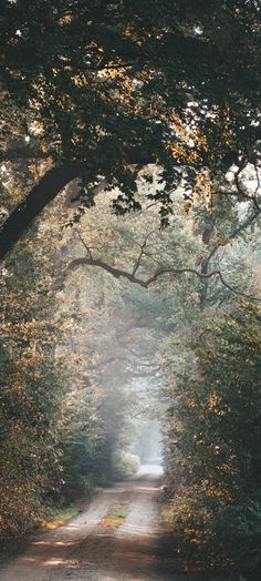 an empty road surrounded by trees and leaves