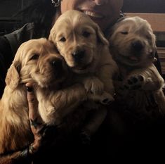 a woman holding four puppies in her arms