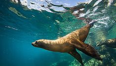 a sea lion swimming in the ocean with its head above the water's surface