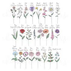 an illustration of flowers with the names of each flower and their stems in different colors