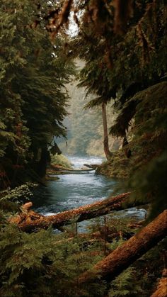 a river running through a forest filled with lots of green trees and tall pine trees