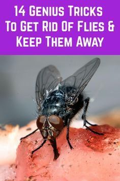 How to make homemade repellent for flies. Natural fly repellent recipe. Easy recipe to get rid of the flies. DIY ways to get rid of house flies. All natural methods and proven tips to kill flies in the house. No chemicals in these best ways to get rid of flies inside or outside your home. #houseflies #insects #naturalremediesforflies #getridofpests Cat Repellant Outdoor, Homemade Fly Traps, Killing Flies, Natural Fly Repellant, Household Bugs, Diy Bug Repellent, Farm Livestock, Fly Infestation, Retirement Activities