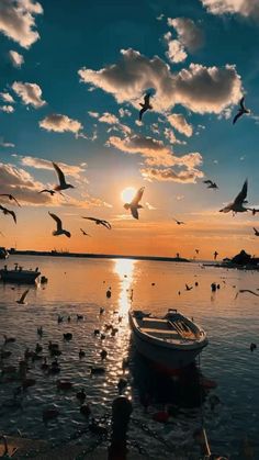 birds flying around a boat on the water at sunset with seagulls in the foreground