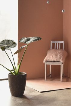 a plant in a pot next to a chair