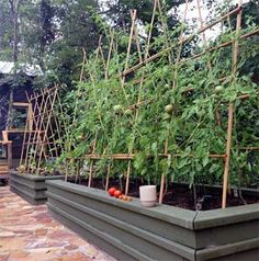 an outdoor garden with tomatoes growing in the ground and trelliss on the wall