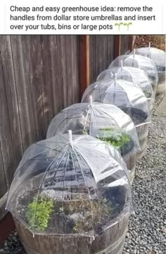 four clear umbrellas with plants growing inside them