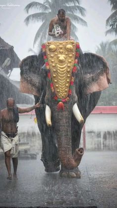 an elephant with a man standing on top of it's back in the rain