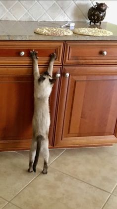 a cat standing on its hind legs reaching up to reach the top of a kitchen cabinet