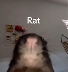 a blurry image of a cat on a bed with the word rat above it