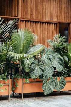 there are many different plants in the planters