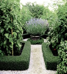 an outdoor garden with hedges and plants